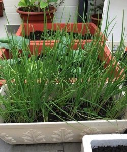 ​二三月种什么菜最好（二三月种植的最佳蔬菜推荐）