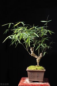 ​把3种竹子种花盆里，飘逸俊秀，每盆都是“风景”