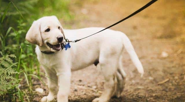 狗报恩的10个征兆(狗狗报恩的六种表现)