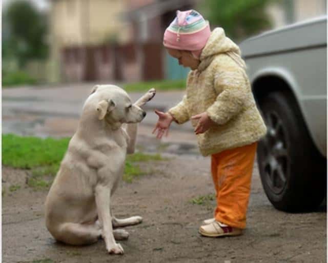 狗报恩的10个征兆(狗狗报恩的六种表现)