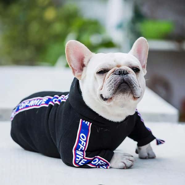 狗报恩的10个征兆(狗狗报恩的六种表现)