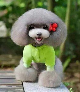 ​狗报恩的10个征兆（狗狗报恩的六种表现）