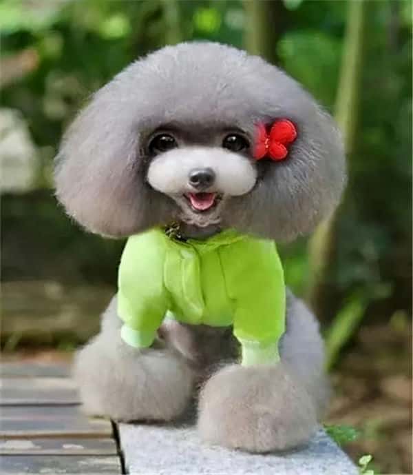 狗报恩的10个征兆(狗狗报恩的六种表现)