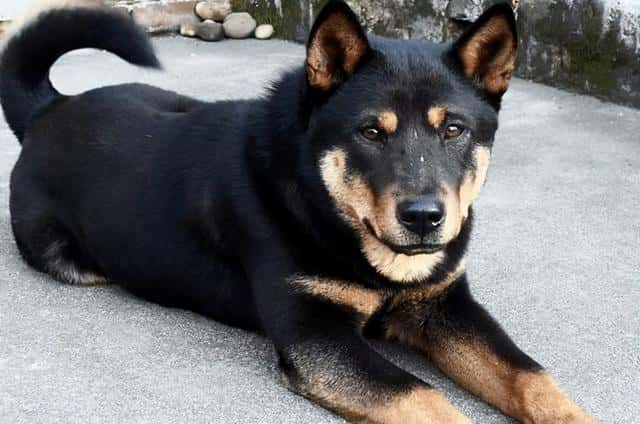 狗报恩的10个征兆(狗狗报恩的六种表现)