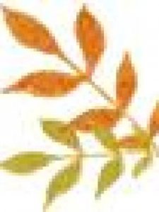 ​放的反义词是什么(放晴的反义词是什么)