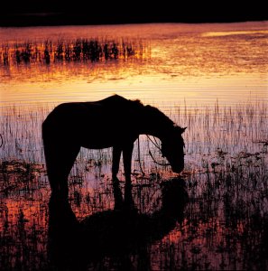 ​属相相生相克表属相相生相克顺口溜