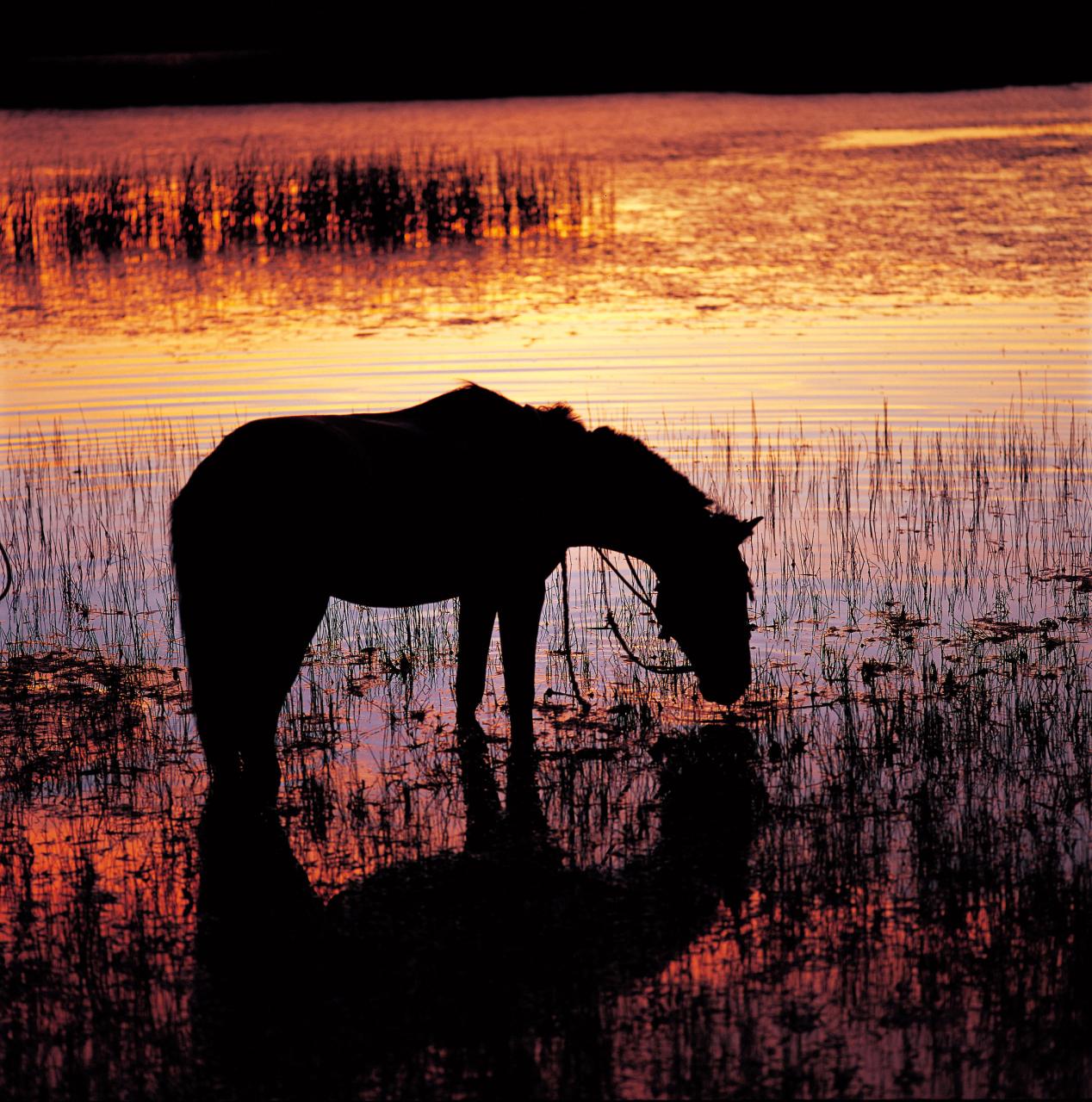 属相相生相克表属相相生相克顺口溜