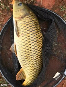 ​鲤鱼甩籽期间怎样钓技巧（甩籽期鲤鱼垂钓的最佳时间和方法）