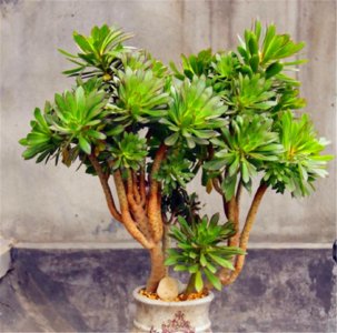 ​多肉绿法师，春天爆头快，掌握3个小技巧，侧枝侧芽蹭蹭长