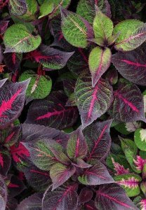 ​紫苏是什么东西(紫苏是什么植物)