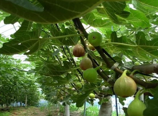 无花果树苗什么时候种植最好（分享无花果的黄金种植期）