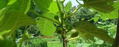 ​无花果树苗什么时候种植最好（分享无花果的黄金种植期）