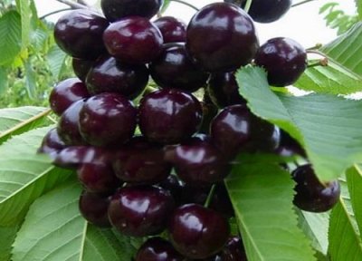 ​车厘子红色和黑色有什么区别图片
