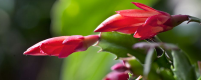 ​蟹爪兰的养殖方法及注意事项(蟹爪兰怎么养)