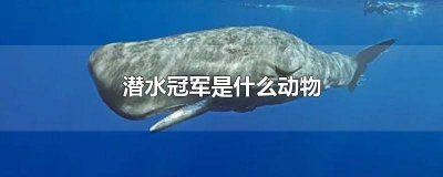​动物界潜水冠军是什么动物 动物界中潜水冠军