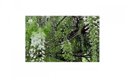 ​郑爽任嘉伦，杨洋任嘉伦早就领会了郑爽的疯批力量