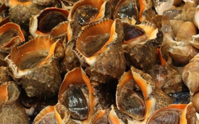 ​常见海鲜简介篇之，海螺