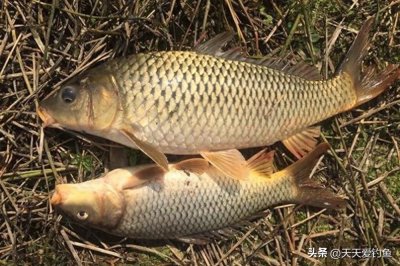 ​秋季野钓鲤鱼，4个通杀饵料配方，大小鲤鱼都入鱼护