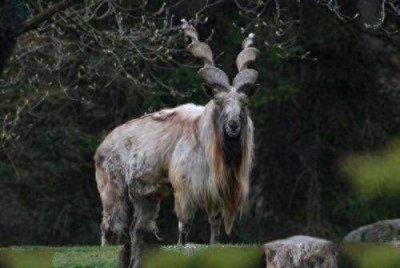 ​奇特捻角山羊