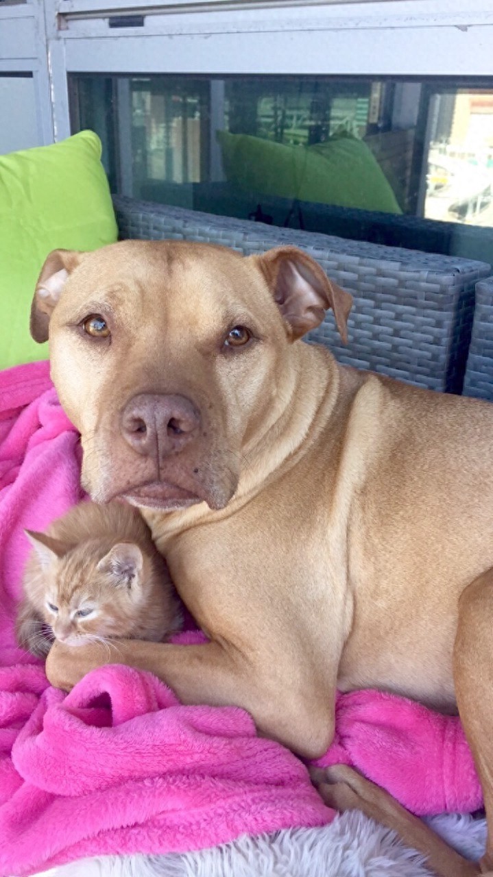 这只比特犬，爱心满满，打破了人们对它的刻板印象