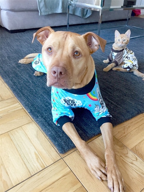 这只比特犬，爱心满满，打破了人们对它的刻板印象