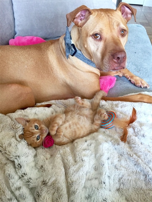 这只比特犬，爱心满满，打破了人们对它的刻板印象