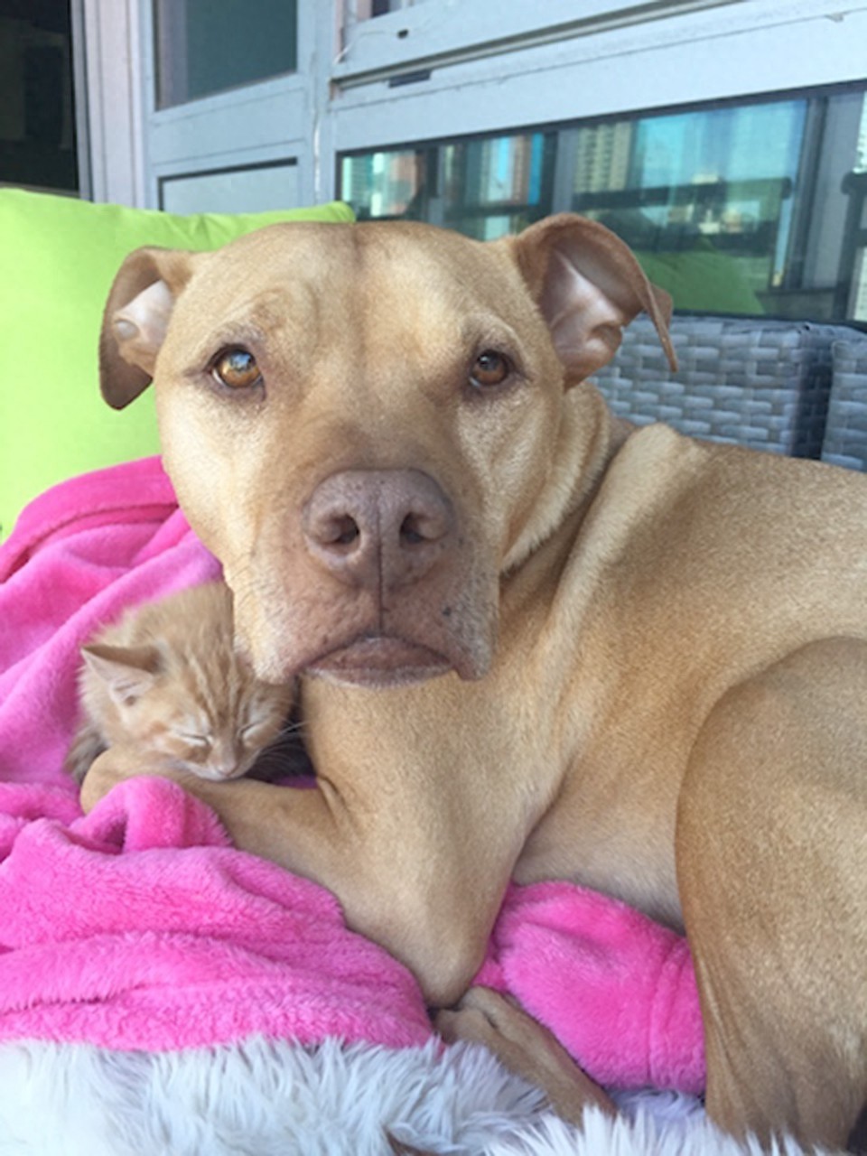 这只比特犬，爱心满满，打破了人们对它的刻板印象