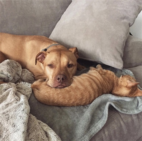 这只比特犬，爱心满满，打破了人们对它的刻板印象