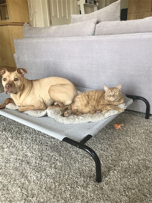 这只比特犬，爱心满满，打破了人们对它的刻板印象