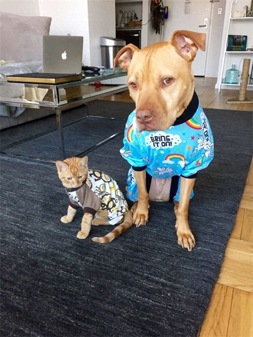 这只比特犬，爱心满满，打破了人们对它的刻板印象