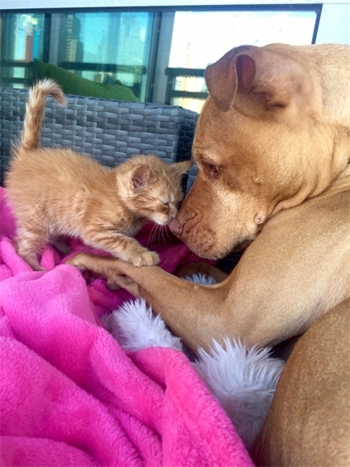 这只比特犬，爱心满满，打破了人们对它的刻板印象