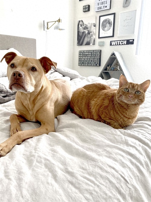 这只比特犬，爱心满满，打破了人们对它的刻板印象