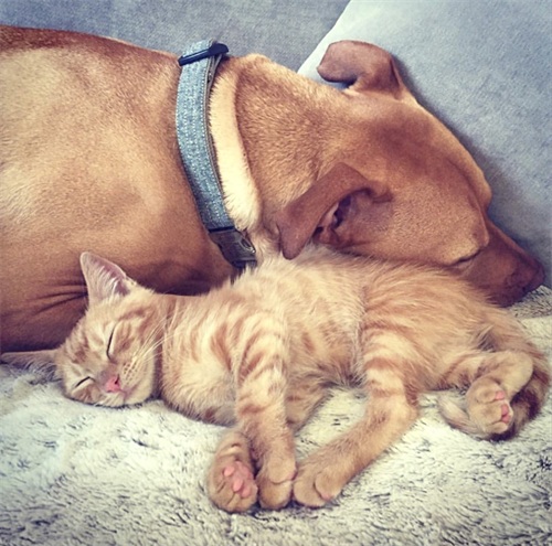 这只比特犬，爱心满满，打破了人们对它的刻板印象