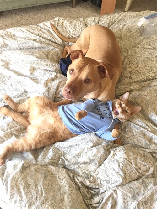 这只比特犬，爱心满满，打破了人们对它的刻板印象