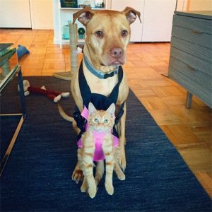 ​这只比特犬，爱心满满，打破了人们对它的刻板印象