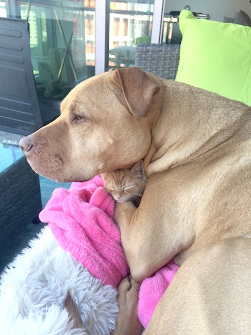 这只比特犬，爱心满满，打破了人们对它的刻板印象