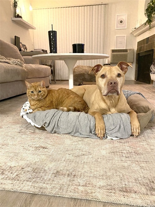 这只比特犬，爱心满满，打破了人们对它的刻板印象