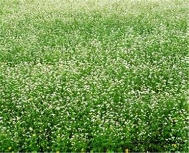 ​满天星的花语：星星点点的浪漫与守望