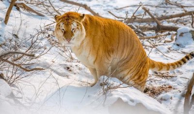 ​「奇闻异事」之世界各地的神秘大型猫科动物 幻影猫