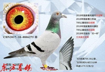 ​长江后浪推前浪后起之秀成枭雄——江苏常州鸽坛新秀孙新苗先生