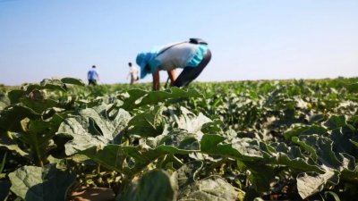 ​你想了解的关于“家庭农场”的一切，看这一篇就够了