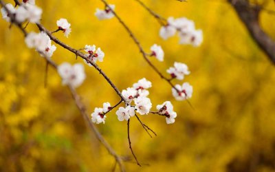 ​杏花疏雨，惹尽娇羞，20首杏花古诗词，你最爱哪一首？