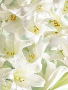 ​这10种白色花卉，清新又气质，买买买就对了！