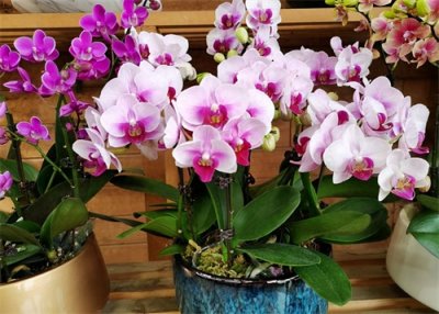 ​5种富贵花，年年买，年年都“养死”？教你一招，来年照样开花