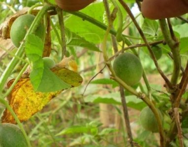 ​小时候“玩”过的“马泡”，多久没见过了？