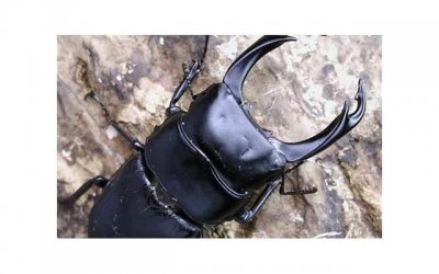 ​亚圣是哪位圣人