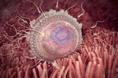 ​「惊」怀孕1一40周真人过程图