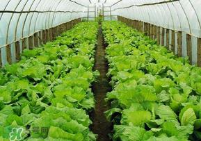 春天种植什么蔬菜好？春季适合种植的蔬菜