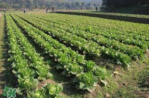 春天种植什么蔬菜好？春季适合种植的蔬菜