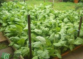 春天种植什么蔬菜好？春季适合种植的蔬菜